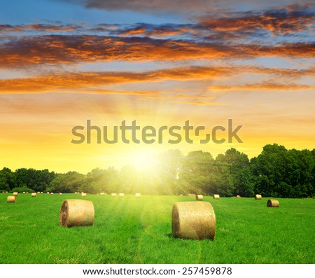 straw bale in a lush green field at sunset
