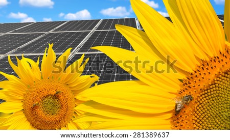 Sunflowers with honey bee in the background solar energy panels.