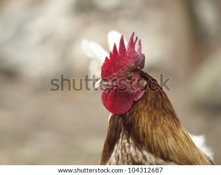 close-up head shot of a young brown rooster