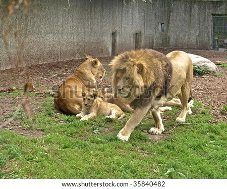 lion family and its cubs
