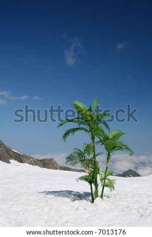 Palm trees on snow high in mountains above the clouds.