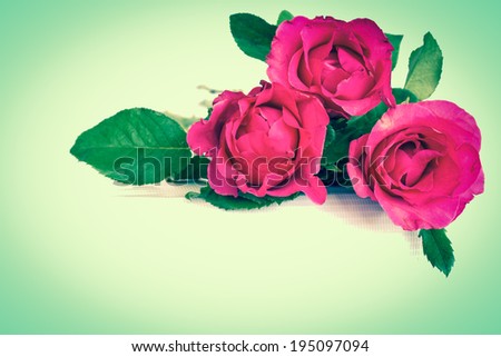 pink rose with blue background vintage style