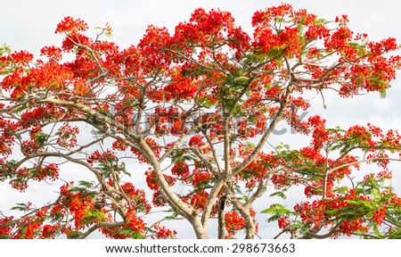 photo of big tree with red flowers in the park (Flam-boyant, The Flame Tree, Royal Poinciana)