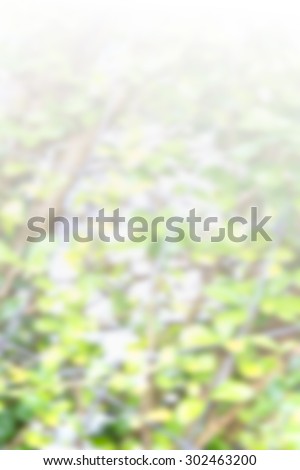 light green and white gradient abstract blur background