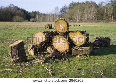 Some felled trees in a field with trees in the distance