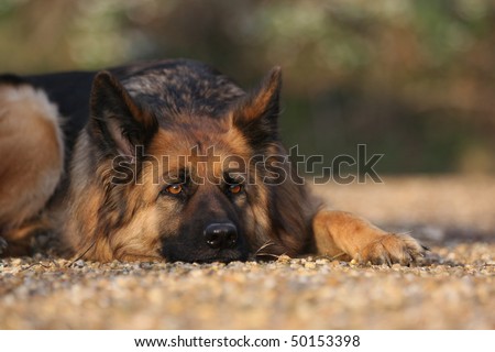 A German Shepherd dog laid down outside on gravel with her head on the ground.