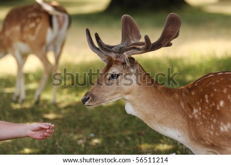 A wild fallow deer stag being offered some grass by a human on a sunny summers day. This was taken in Bushy Park in London.  Side view of the deers head