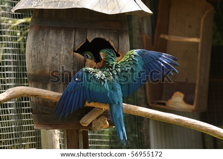 Blue and Gold macaw with his wings out, protecting their nest barrel box.