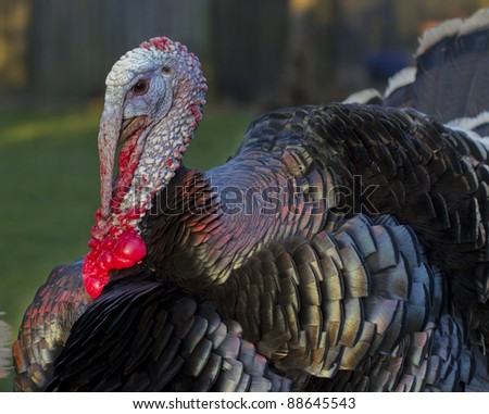 A free range outdoor male turkey with gorgeous lighting on his feathers