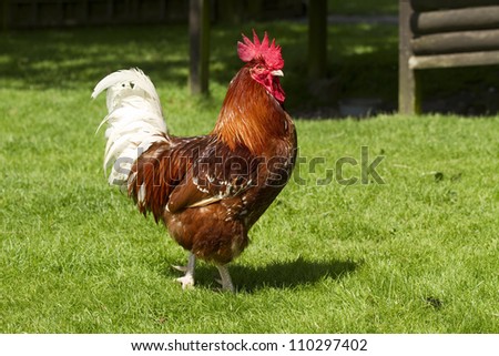 A free range rooster or cockerel stood on grass outdoors in sunlight.  His red comb stood up raised. This is a side view of the bird.