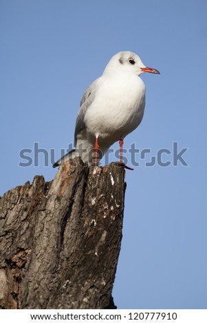 Vertical shot of a black headed gull on a wooden stump.  Taken in vertical format against a blue sky, his red legs and beak catching the sunlight.