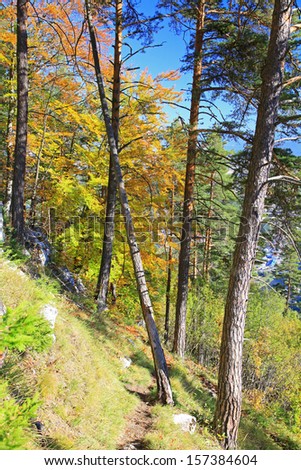 Forest near town Ruzomberok, Slovakia