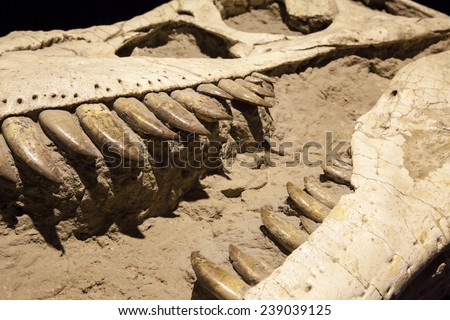 Dinosaur fossil - Tyrannosaurus Rex
