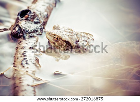 Frog - Common Toad in water