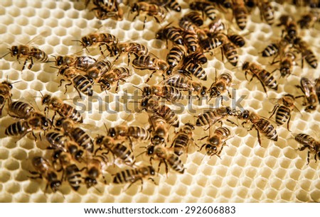 Bee keeping