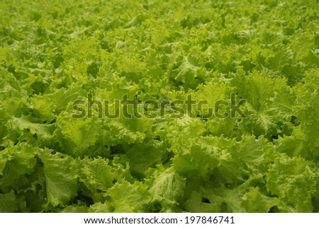 Salad Background