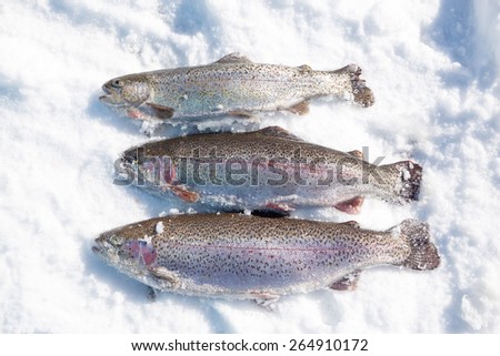 Freshly caught trout in snow