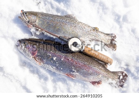 Freshly caught trout  and small rod in snow day