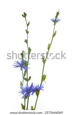 Similar – Image, Stock Photo One cichorium flower with lush vegetation and grass. This blue colored wildflower is used for alternative coffee drink. Unfocused grasshopper and green leaves of various plants at background. Summer season.