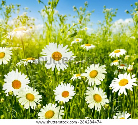 Wildflowers daisies