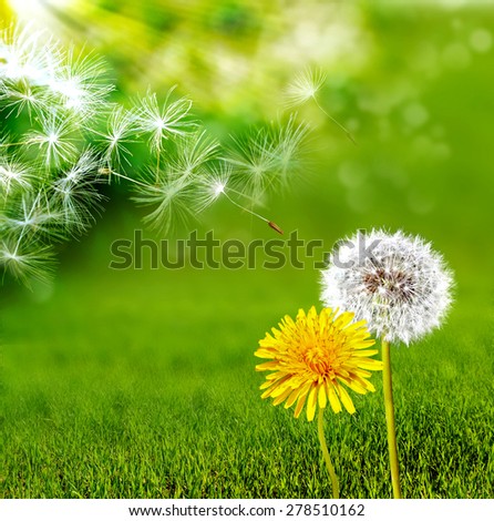 Similar – Image, Stock Photo romantic dandelion flower seed, abstract background