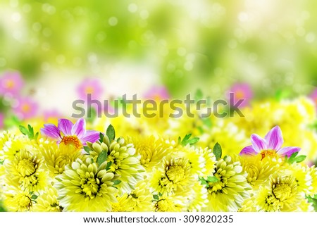 Wildflowers daisies. Flowers dahlias and chrysanthemums