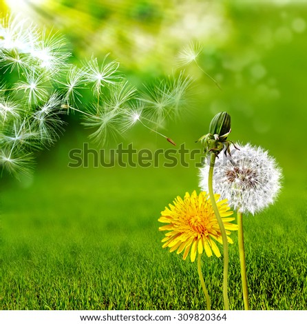 Similar – Image, Stock Photo romantic dandelion flower seed, abstract background