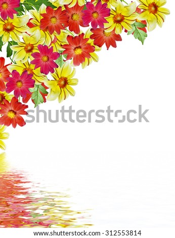 Dahlia flower isolated on white background
