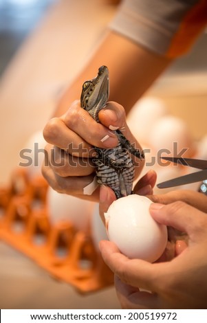 Helping the crocodiles hatch from eggs.