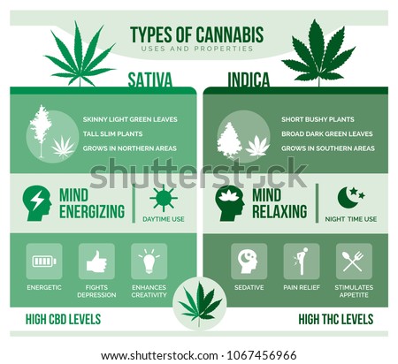 Cannabis sativa and cannabis indica: differencies and health benefits infographic