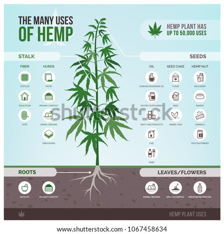 Industrial hemp cultivation, products and uses, vector infographic with icons