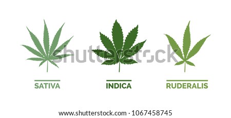 Cannabis sativa, indica and ruderalis leaves on white background