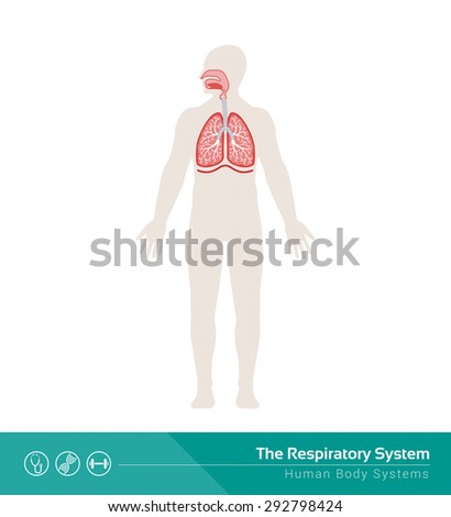 The Human Respiratory System Medical Illustration With Internal Organs ...