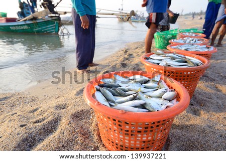 fresh mackerel fishes in the plastic basket direct  sale from fisherman