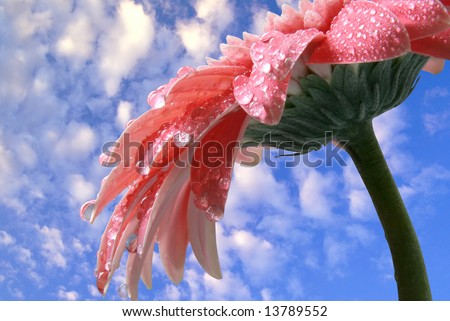 water droplets on a flower and blue sky