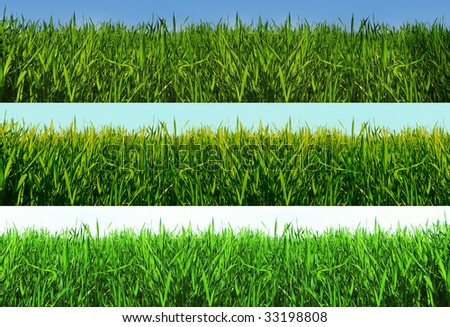 Isolated green grass on a white and coloured background