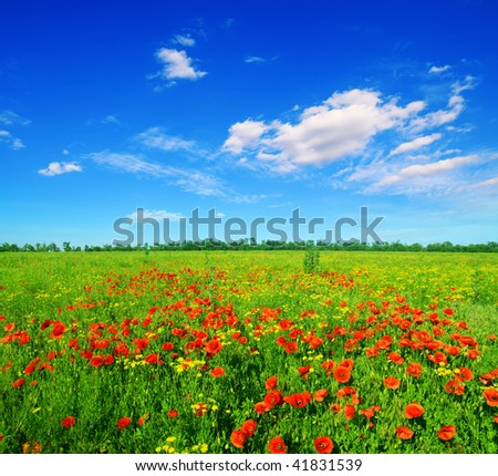 summer field of red poppies on a background blue sky
