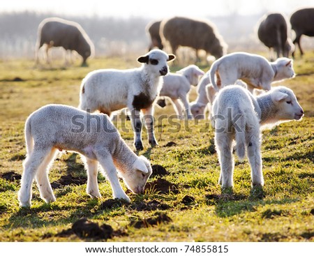 Lambs on a meadow