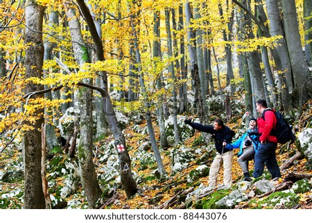 Autumn forest walk