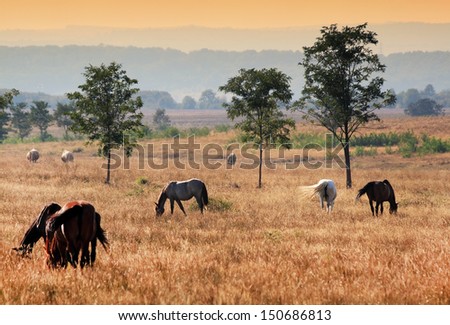 Horse feeding on a meadow