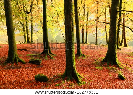 Autumn magic forest