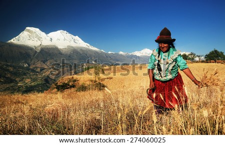 CORDILIERA NEGRA, PERU - AUGUST 23: Peruvian peasant woman harvesting the wheat, Peru, South America, August 23, 2012