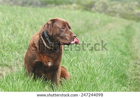 Chocolate labrador retriever dog sitting outside