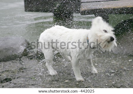 Dog, shaken off water.