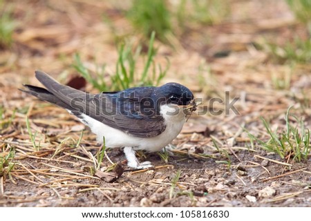 common house martin while collecting materials for nest.