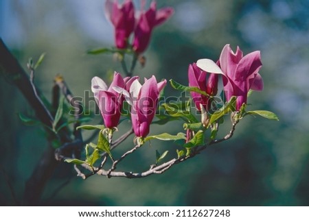 Similar – Image, Stock Photo Pink Magnolia Tree with Blooming Flowers during Springtime