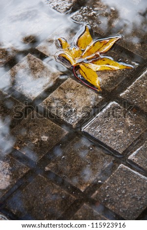 Yellow tree leaf submerged into a puddle of the sidewalk where the clouds are reflected after an autumn storm