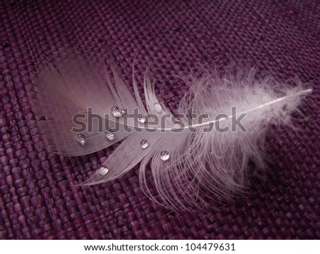 white feather with water drops on violet background