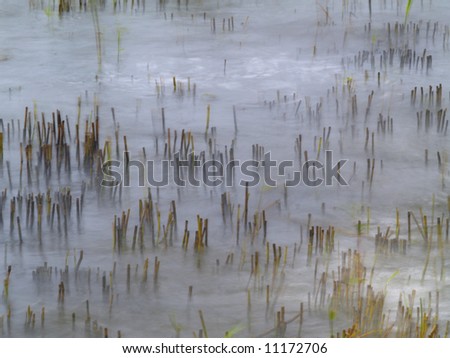 time exposure of water between cut away reed