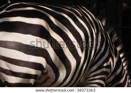 zebra side and dark background, shallow dof